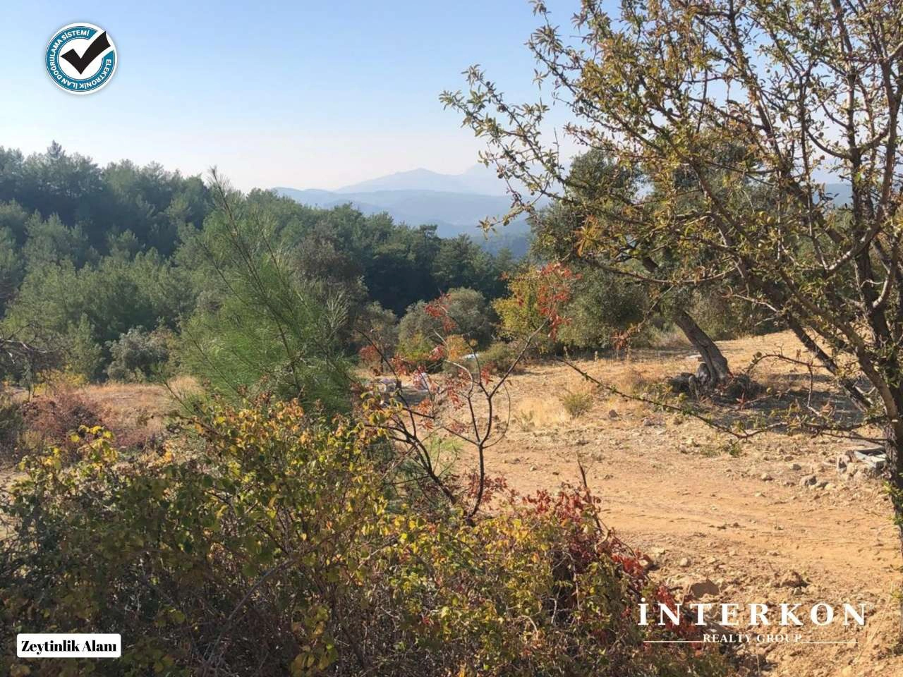  MUĞLA MENTEŞE DAĞPINAR MAHALLESİ 1309 M2 SATILIK ZEYTİNLİK!